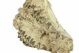 Partial Oreodont (Merycoidodon) Upper Skull - South Dakota #270136-2